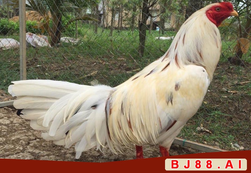 Gà Bướm có hay không