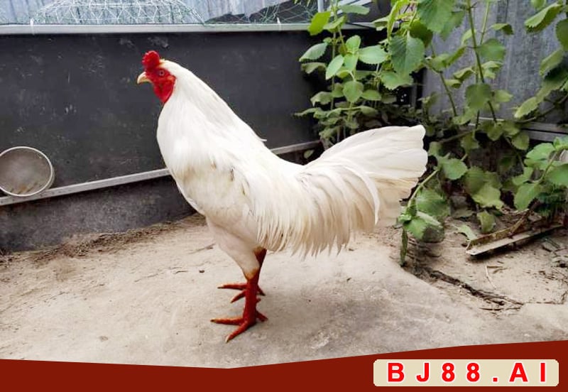Gà Bướm Đá Ngày Nào Tốt