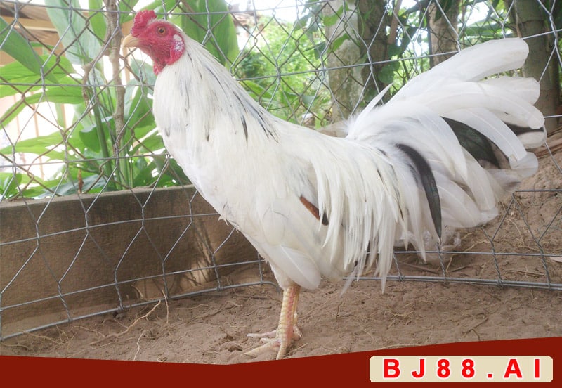 Chọn gà bướm như thế nào