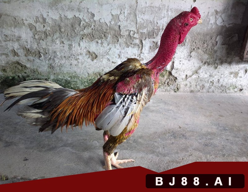 Nhược điểm của gà chạy kiệu