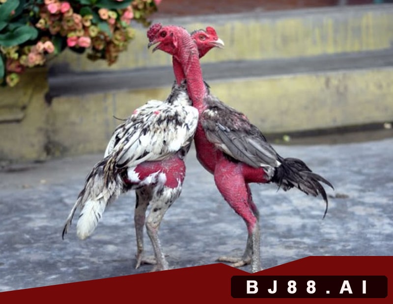 Có nên chơi gà chạy kiệu không