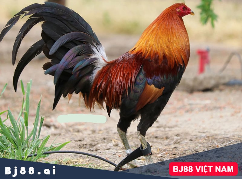 Gà nào hay bằng gà Cao Lãnh - Tại sao gà Cao Lãnh lại được coi là hay nhất