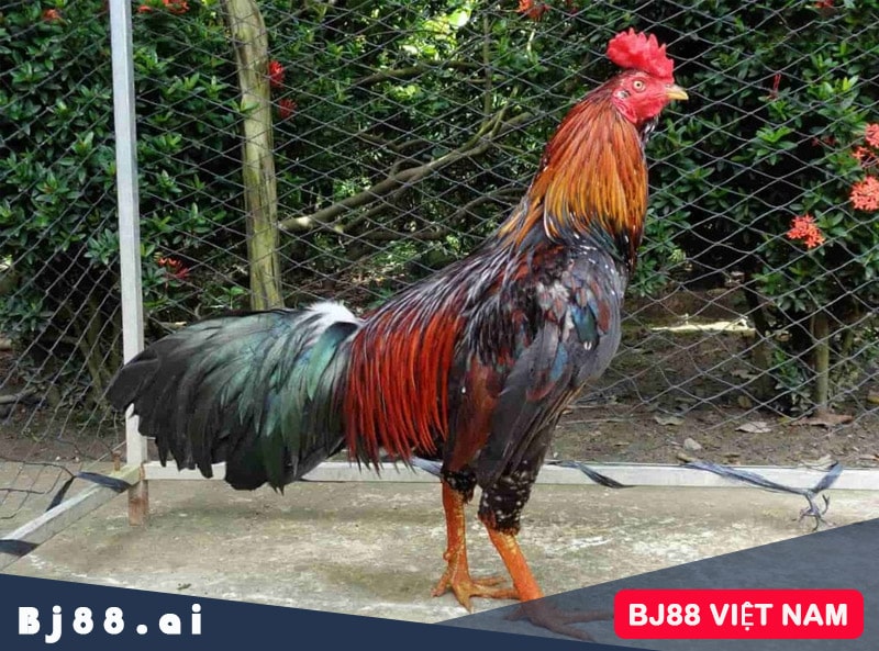 Gà cao Lãnh tại sao được đánh giá cao