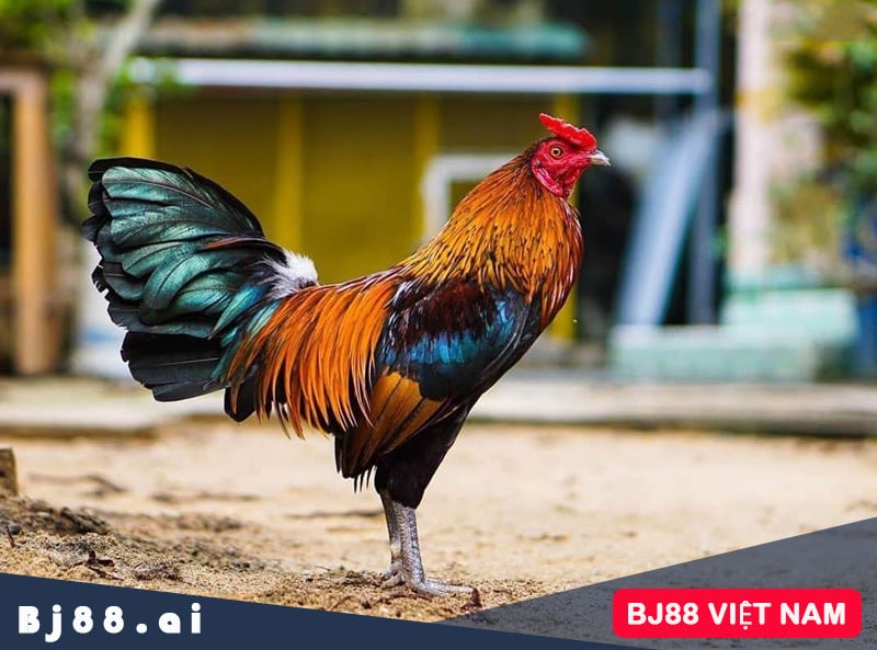 Chăm sóc gà chọi Cao Lãnh