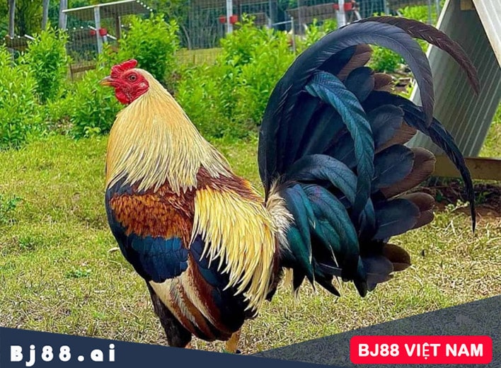 Gà mồng dâu 3 lá là gì?
