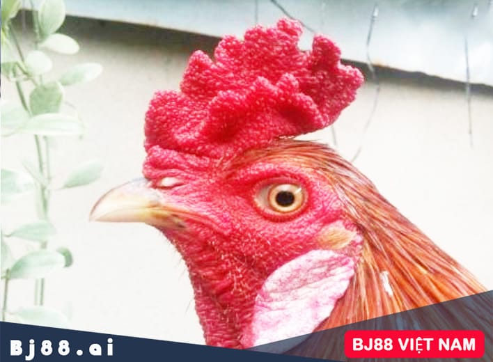 Gà mồng dâu có lỗ nuôi được không?