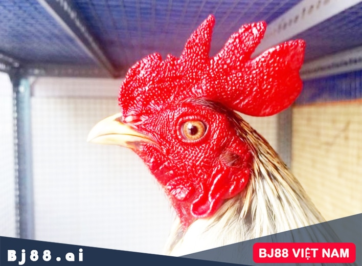 Gà mồng dâu quan trọng với gà nào?