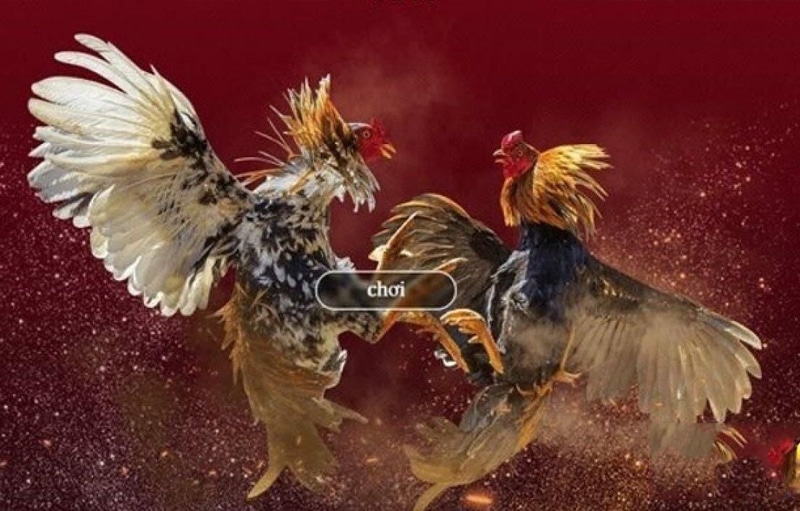 Khuyến mại uy tín tại nhà cái
