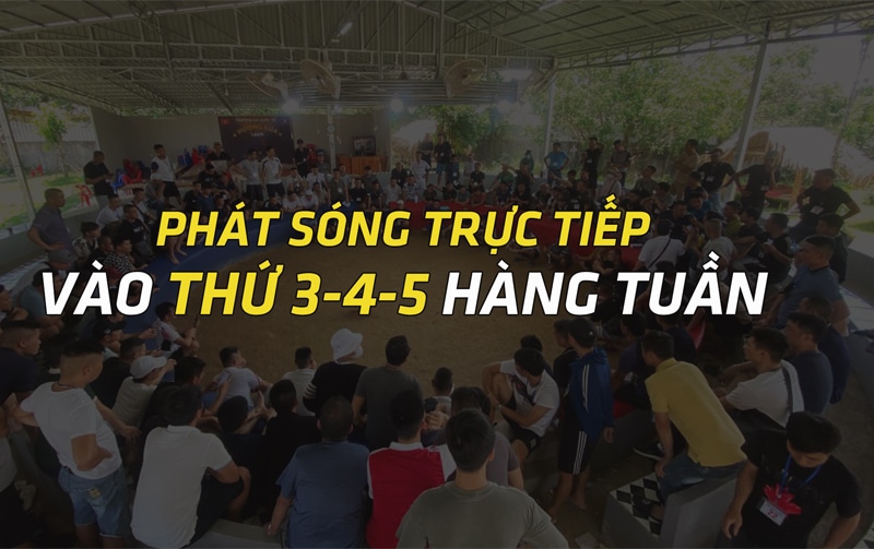 Giới thiệu trường gà Hương Lúa