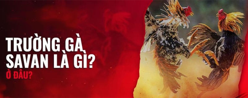 Giới thiệu trường gà Savan