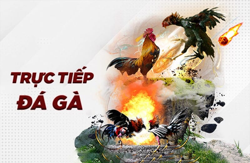 Đá gà 388 là gì