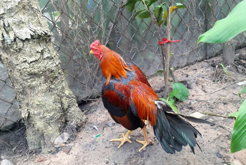 Đặc điểm nhận biết gà Asil