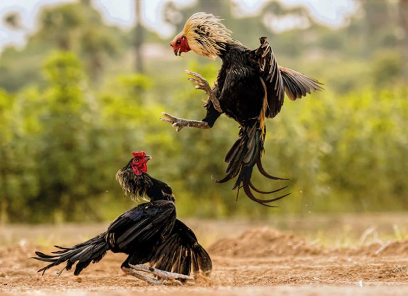 Các dòng gà Bình Đinh nổi tiếng