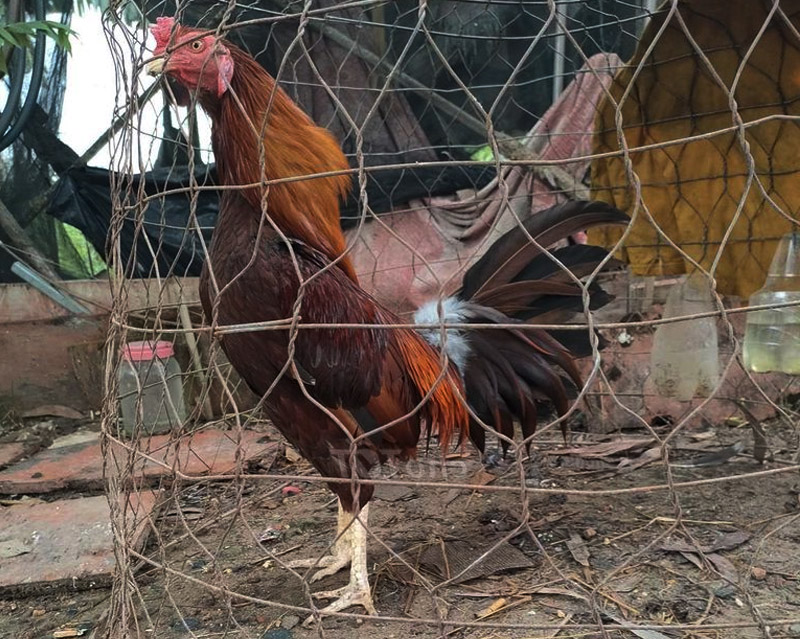 Phương Pháp Nuôi Dưỡng và Huấn Luyện Gà Cao Lãnh.
