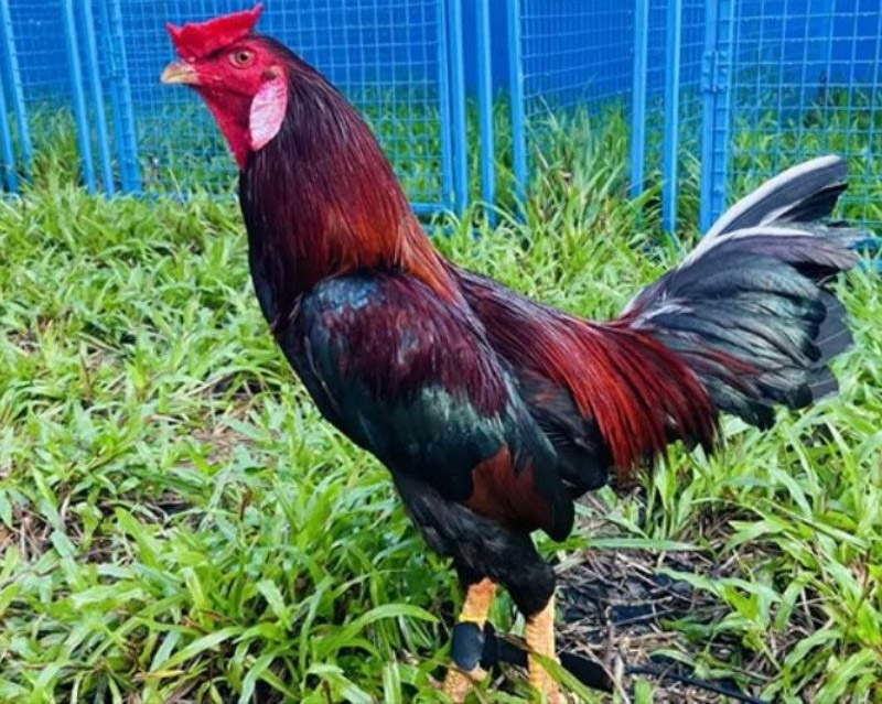 Gà Cao Lãnh, biểu tượng sức mạnh và sự dẻo dai
