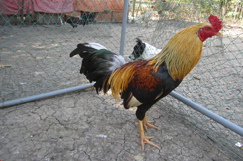 Gà Chợ Lách
