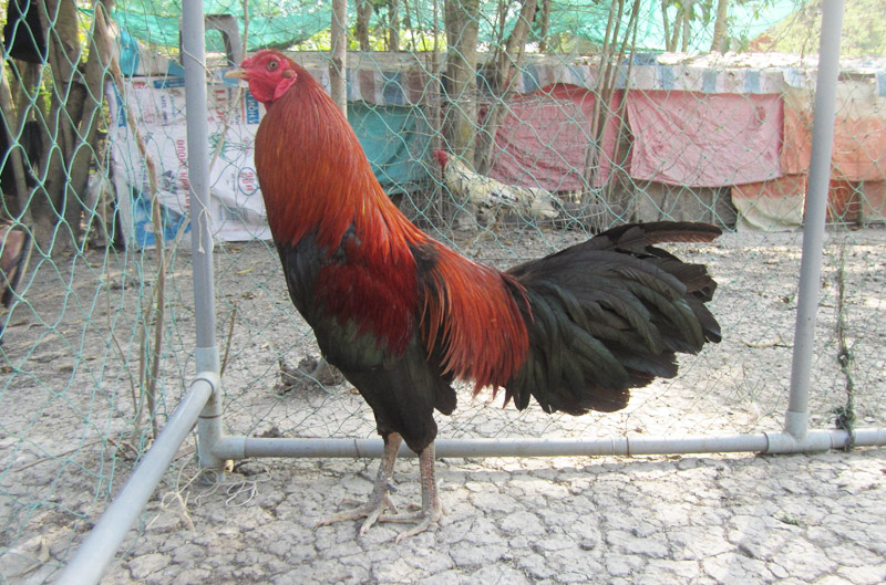 Gà Chợ Lách có đặc điểm gì