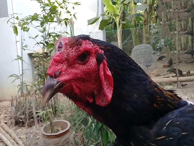 Gà Mã Lai (Malaysia): Sự Dũng Mãnh và Bền Bỉ