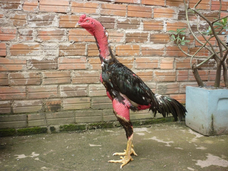Đặc Điểm Và Kỹ Thuật Nuôi Gà Nòi