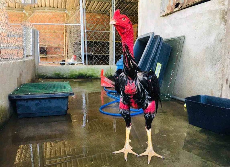 Trại Gà Nghĩa XIPO ở đâu