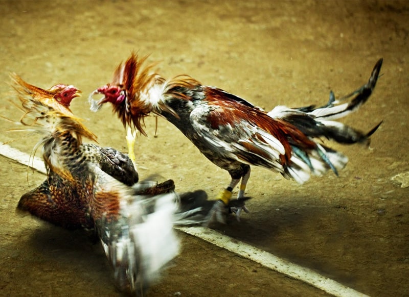 Luật chơi đá gà tại trại gà
