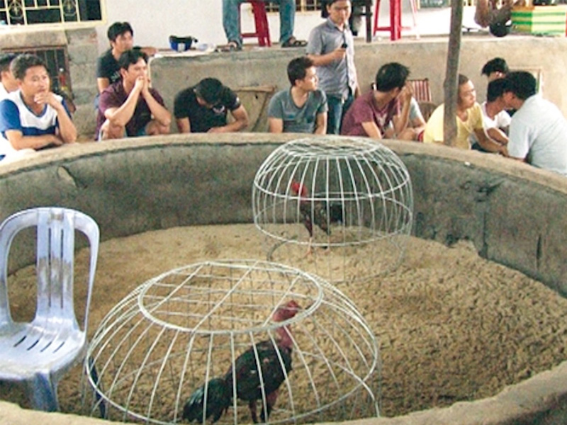 Trường Gà Vĩnh Hội Đông
