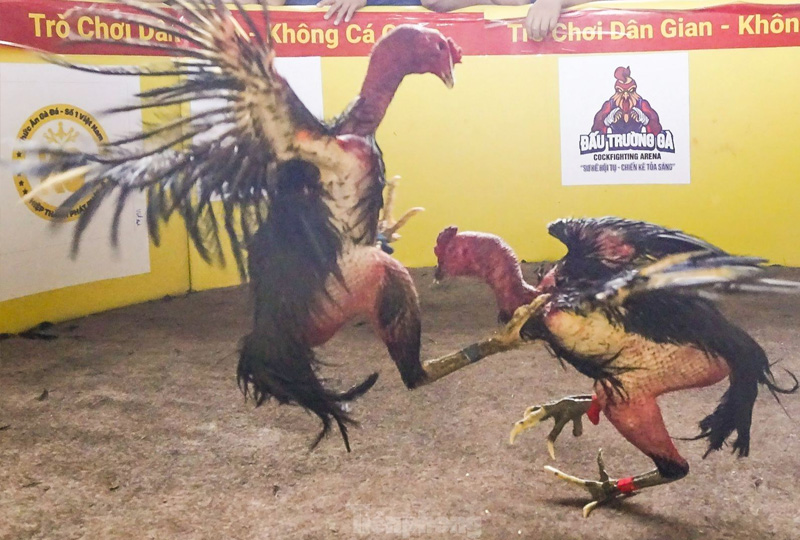 Trường Gà Cu Đĩ