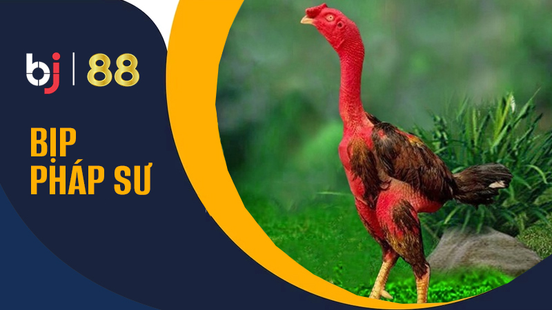Giới thiệu Gà chọi Bịp Pháp Sư