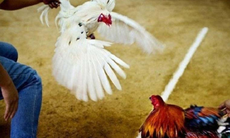 Sự Kết Hợp Hoàn Hảo: Casino và Trường Gà