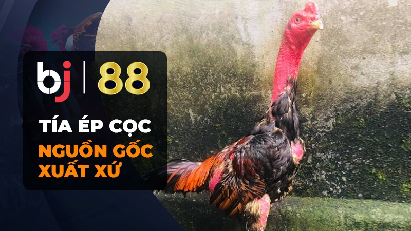 Gà chọi Tía Ép Cọc, đặc điểm nhận dạng