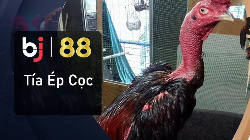 Thành Tích và những trận đấu tạo nên lịch sử