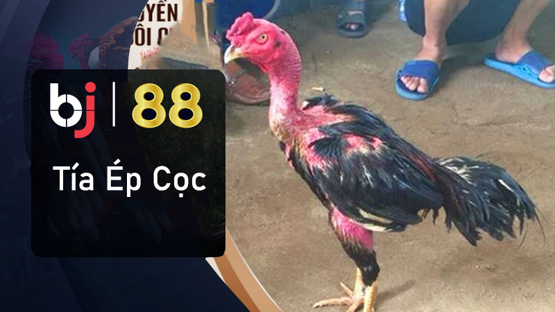 Đặc Điểm Đòn Đánh Của Tía Ép Cọc
