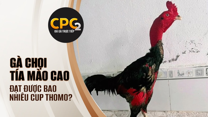 Tía Mào Cao đặc điểm về ngoại hình