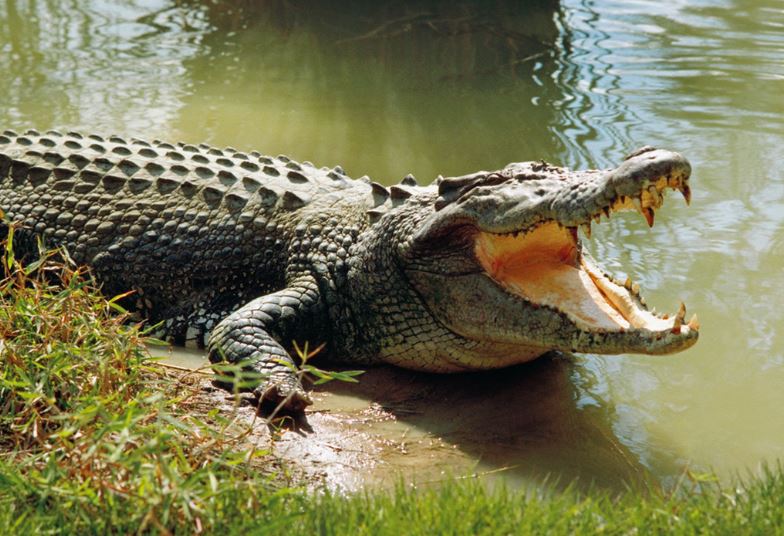 Nằm mơ thấy cá sấu điềm lành hay dữ