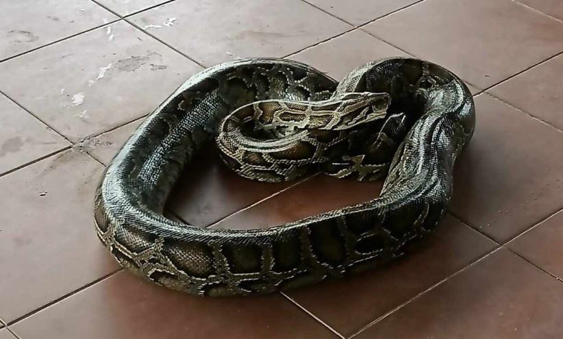 Nằm mơ thấy trăn điềm gì