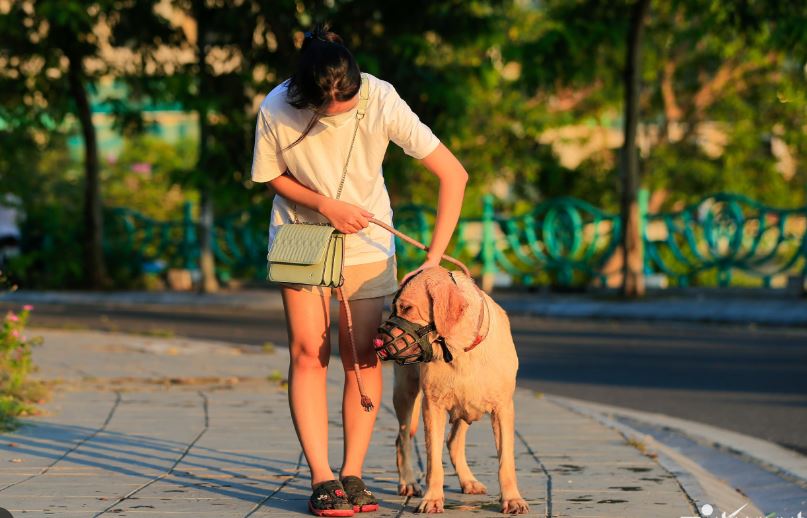 Nằm mơ bị chó cắn đánh số gì