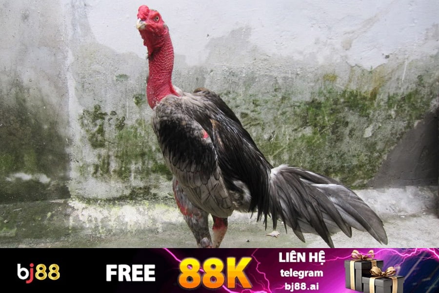Tiềm năng của Gà Đòn Khánh Hòa