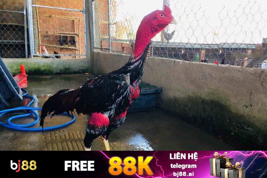 Trại nuôi Gà Đòn Khánh Hòa danh tiếng