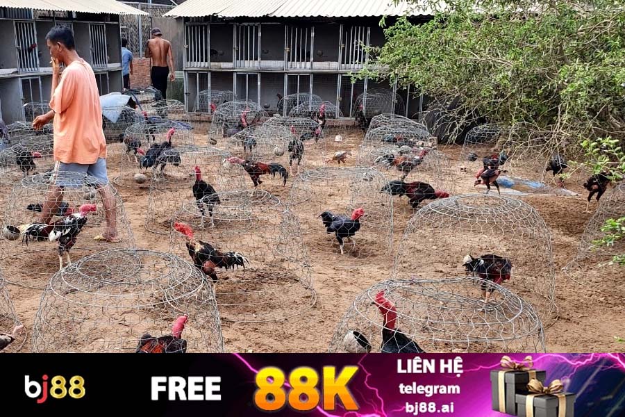 Giá của Gà Đòn Khánh Hòa