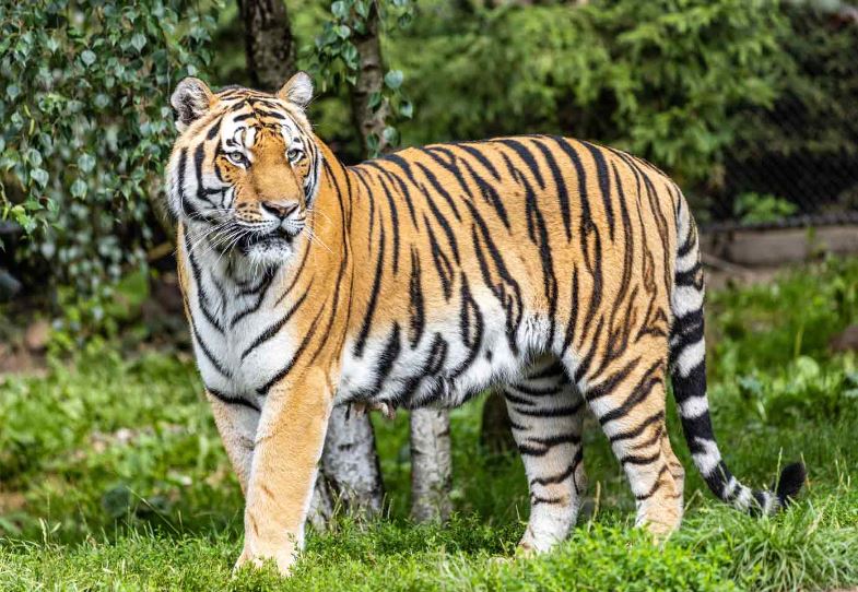 Nằm mơ thấy hổ điềm gì