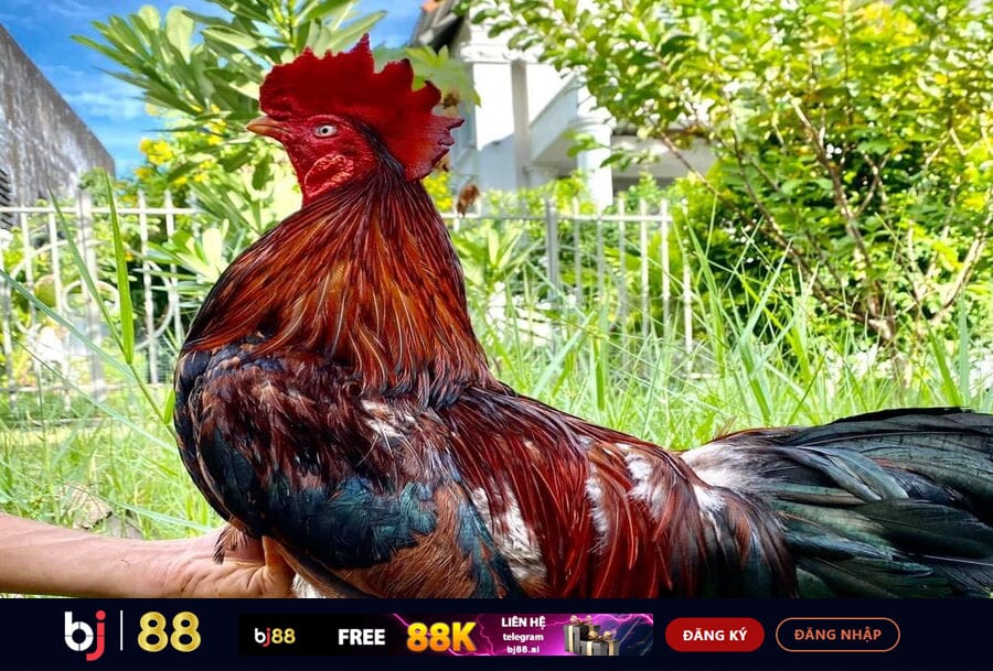 Chăm sóc gà kỹ lưỡng