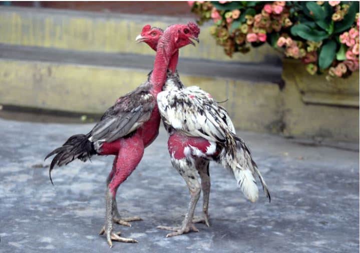 Gà Chọi Bị Rút Gân vì sao