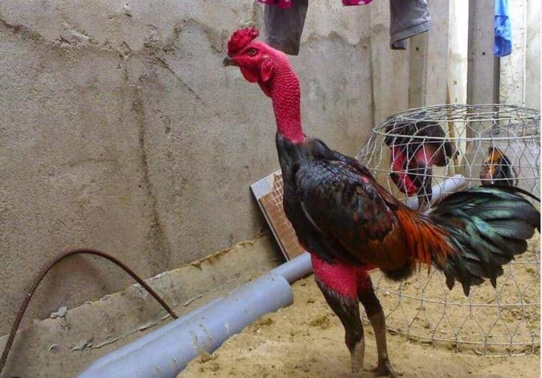 Phòng Ngừa Rút Gân cho Gà Chọi: Biện Pháp Tối Ưu