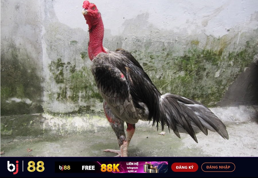 Gà Gãy Chân Có Tự Lành Không