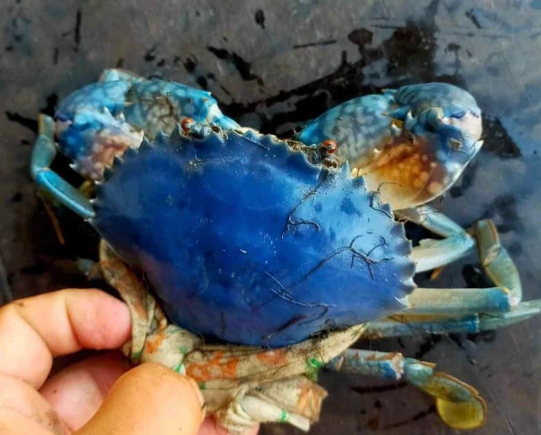 Mơ Thấy Một Chiếc Cua