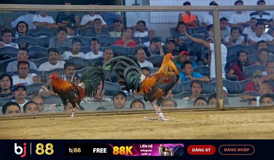 Giải đáp những lý do đá gà được yêu thích ở Mỹ