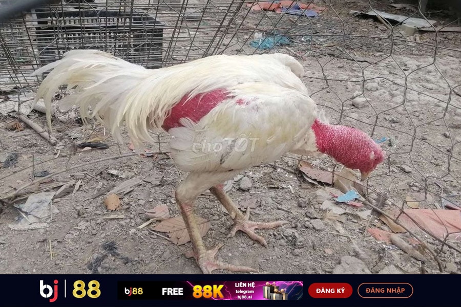 Gà Chọi Bạch Nhạn là gì