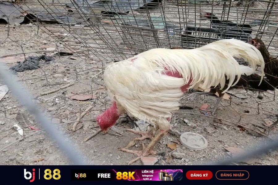 Tại Sao Gà Chọi Bạch Nhạn Lại Hiếm Gặp?