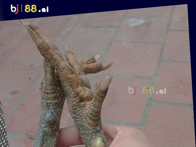 Gà cựa nhật nguyệt là gì