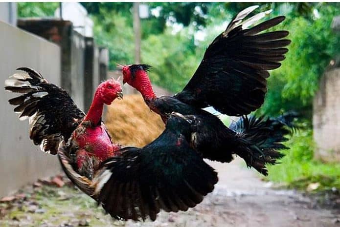 Cách khắc phục tình trạng gà không chịu đá